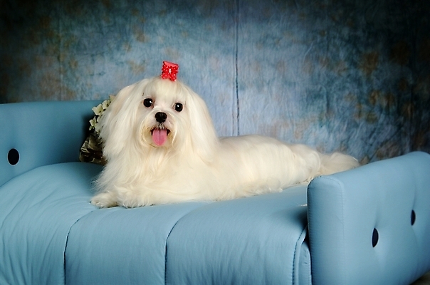 포토 JPG 동물 척추동물 한마리 육지동물 반려견 가구 장신구 포유류 실내 사람없음 장식 반려동물 침대 말티즈 개 강아지 머리핀 강아지침대 반려 국내포토 1 생활용품 내부 애견용품 파일형식