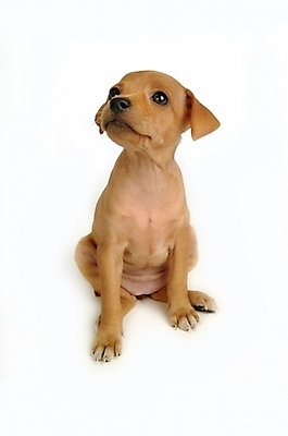 포토 JPG 스튜디오촬영 동물 척추동물 한마리 육지동물 반려견 포유류 사람없음 반려동물 강아지 미니어처핀셔 반려 국내포토 1 실내 개 파일형식 핀셔