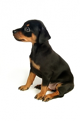 포토 JPG 스튜디오촬영 동물 척추동물 한마리 육지동물 반려견 포유류 사람없음 반려동물 강아지 미니어처핀셔 반려 국내포토 1 실내 개 파일형식 핀셔