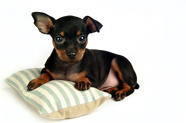 포토 JPG 스튜디오촬영 동물 척추동물 한마리 육지동물 반려견 쿠션 포유류 베개 침구 사람없음 반려동물 강아지 미니어처핀셔 반려 국내포토 1 실내 개 파일형식 핀셔