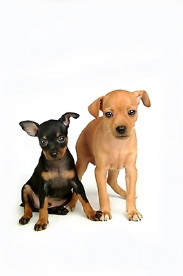 포토 JPG 스튜디오촬영 동물 척추동물 육지동물 반려견 두마리 포유류 사람없음 반려동물 강아지 미니어처핀셔 반려 국내포토 2 실내 개 파일형식 핀셔