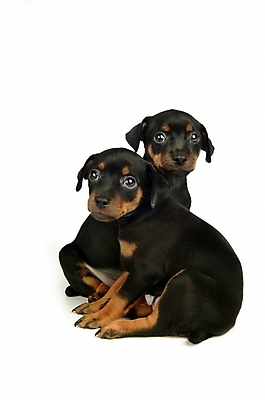 포토 JPG 스튜디오촬영 동물 척추동물 한마리 육지동물 반려견 두마리 포유류 사람없음 반려동물 강아지 미니어처핀셔 반려 국내포토 1 2 실내 개 파일형식 핀셔