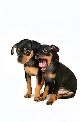 포토 JPG 스튜디오촬영 동물 척추동물 육지동물 반려견 두마리 포유류 사람없음 반려동물 강아지 미니어처핀셔 반려 국내포토 2 실내 개 파일형식 핀셔