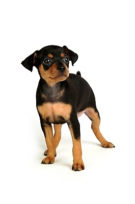 포토 JPG 스튜디오촬영 동물 척추동물 육지동물 반려견 두마리 포유류 사람없음 반려동물 강아지 미니어처핀셔 반려 국내포토 2 실내 개 파일형식 핀셔