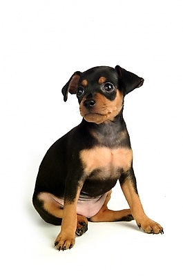 포토 JPG 스튜디오촬영 동물 척추동물 육지동물 반려견 두마리 포유류 사람없음 반려동물 강아지 미니어처핀셔 반려 국내포토 2 실내 개 파일형식 핀셔