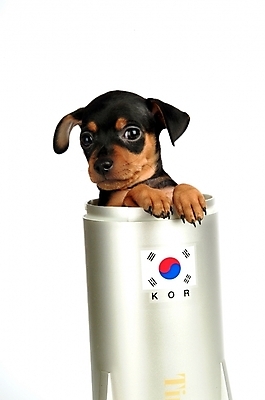 포토 JPG 스튜디오촬영 동물 척추동물 한마리 육지동물 반려견 포유류 한국 사람없음 반려동물 로켓 강아지 태극기 미니어처핀셔 반려 국내포토 1 아시아 실내 개 국기 파일형식 핀셔