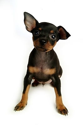 포토 JPG 스튜디오촬영 동물 척추동물 육지동물 반려견 두마리 포유류 사람없음 반려동물 강아지 미니어처핀셔 반려 국내포토 2 실내 개 파일형식 핀셔