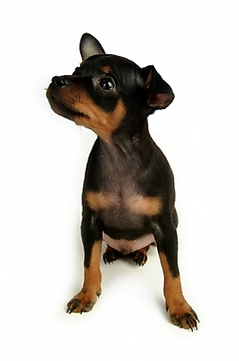 포토 JPG 스튜디오촬영 동물 척추동물 육지동물 반려견 두마리 포유류 사람없음 반려동물 강아지 미니어처핀셔 반려 국내포토 2 실내 개 파일형식 핀셔