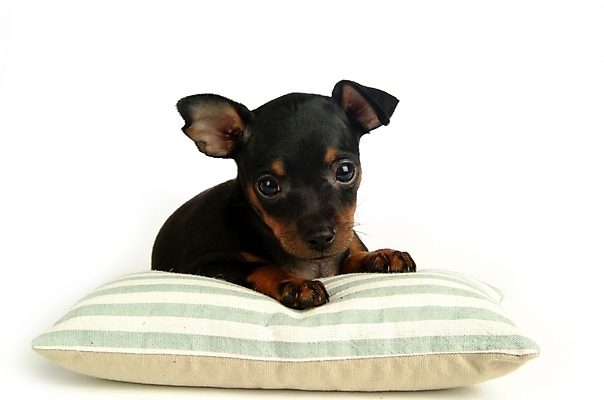 포토 JPG 스튜디오촬영 동물 척추동물 한마리 육지동물 반려견 쿠션 포유류 베개 침구 사람없음 반려동물 강아지 미니어처핀셔 반려 국내포토 1 실내 개 파일형식 핀셔