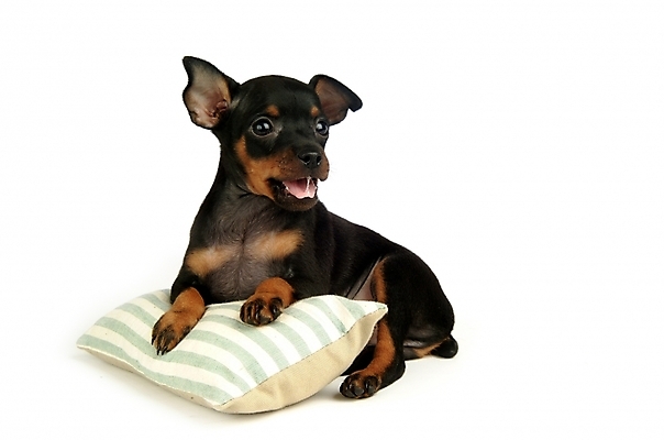 포토 JPG 스튜디오촬영 동물 척추동물 한마리 육지동물 반려견 쿠션 포유류 베개 침구 사람없음 반려동물 강아지 미니어처핀셔 반려 국내포토 1 실내 개 파일형식 핀셔