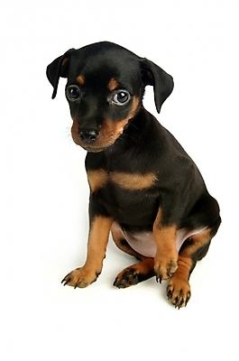 포토 JPG 스튜디오촬영 동물 척추동물 육지동물 반려견 두마리 포유류 사람없음 반려동물 강아지 미니어처핀셔 반려 국내포토 2 실내 개 파일형식 핀셔