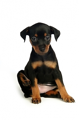 포토 JPG 스튜디오촬영 동물 척추동물 육지동물 반려견 두마리 포유류 사람없음 반려동물 강아지 미니어처핀셔 반려 국내포토 2 실내 개 파일형식 핀셔