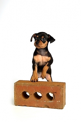 포토 JPG 스튜디오촬영 동물 척추동물 한마리 육지동물 반려견 포유류 벽돌 사람없음 반려동물 강아지 미니어처핀셔 반려 국내포토 1 실내 개 파일형식 핀셔