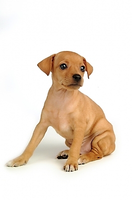 포토 JPG 스튜디오촬영 동물 척추동물 육지동물 반려견 두마리 포유류 사람없음 반려동물 강아지 미니어처핀셔 반려 국내포토 2 실내 개 파일형식 핀셔