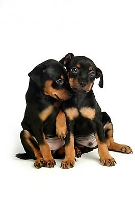 포토 JPG 스튜디오촬영 동물 척추동물 육지동물 반려견 두마리 포유류 사람없음 반려동물 강아지 미니어처핀셔 반려 국내포토 2 실내 개 파일형식 핀셔