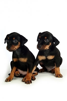 포토 JPG 스튜디오촬영 동물 척추동물 육지동물 반려견 두마리 포유류 사람없음 반려동물 강아지 미니어처핀셔 반려 국내포토 2 실내 개 파일형식 핀셔