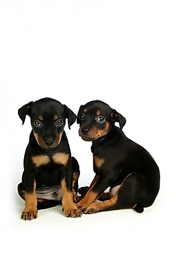 포토 JPG 스튜디오촬영 동물 척추동물 육지동물 반려견 두마리 포유류 사람없음 반려동물 강아지 미니어처핀셔 반려 국내포토 2 실내 개 파일형식 핀셔