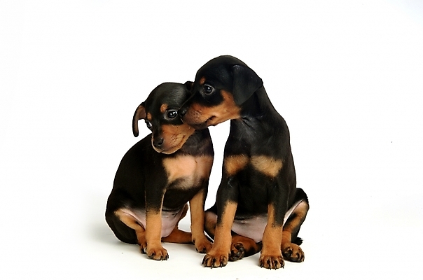 포토 JPG 스튜디오촬영 동물 척추동물 육지동물 반려견 두마리 포유류 사람없음 반려동물 강아지 미니어처핀셔 반려 국내포토 2 실내 개 파일형식 핀셔