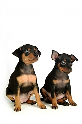 포토 JPG 스튜디오촬영 동물 척추동물 육지동물 반려견 두마리 포유류 사람없음 반려동물 강아지 미니어처핀셔 반려 국내포토 2 실내 개 파일형식 핀셔