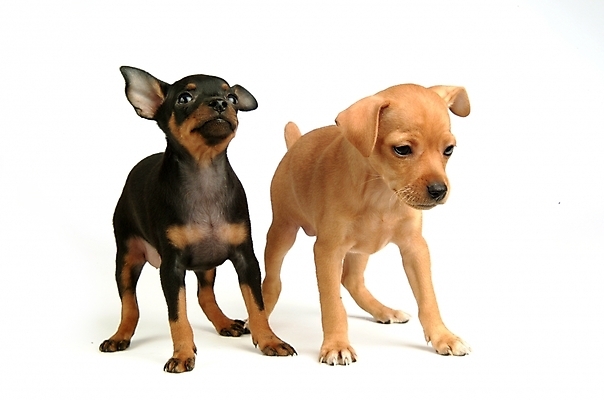 포토 JPG 스튜디오촬영 동물 척추동물 육지동물 반려견 두마리 포유류 사람없음 반려동물 강아지 미니어처핀셔 반려 국내포토 2 실내 개 파일형식 핀셔