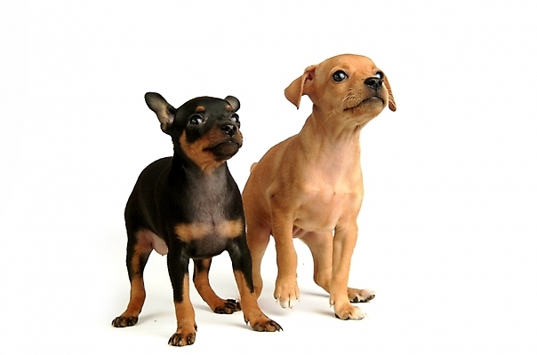 포토 JPG 스튜디오촬영 동물 척추동물 육지동물 반려견 두마리 포유류 사람없음 반려동물 강아지 미니어처핀셔 반려 국내포토 2 실내 개 파일형식 핀셔