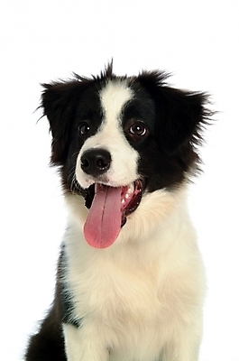 포토 JPG 스튜디오촬영 동물 척추동물 한마리 육지동물 반려견 포유류 사람없음 반려동물 개 강아지 불테리어 보더콜리 콜리 반려 국내포토 1 실내 테리어 파일형식