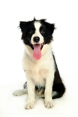 포토 JPG 스튜디오촬영 동물 척추동물 한마리 육지동물 반려견 포유류 사람없음 반려동물 개 강아지 불테리어 보더콜리 콜리 반려 국내포토 1 실내 테리어 파일형식