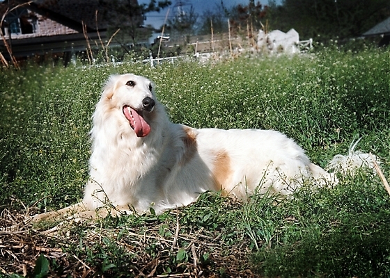 포토 JPG 주간 식물 동물 척추동물 한마리 육지동물 건축물 건축 반려견 포유류 주택 초원 사람없음 야외 건물 반려동물 풀 개 강아지 필름 보르조이 기념사진 반려 국내포토 자연요소 1 파일형식