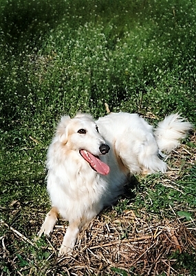 포토 JPG 주간 식물 동물 척추동물 한마리 육지동물 반려견 포유류 초원 사람없음 야외 반려동물 풀 개 강아지 필름 보르조이 기념사진 반려 국내포토 자연요소 1 파일형식