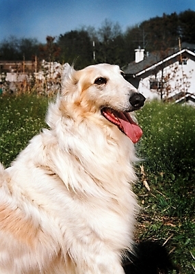 포토 JPG 주간 식물 동물 척추동물 한마리 육지동물 건축물 반려견 포유류 주택 사람없음 야외 건물 반려동물 풀 개 강아지 필름 보르조이 기념사진 반려 국내포토 자연요소 1 건축 파일형식