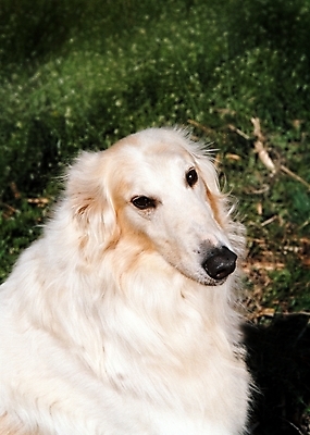 포토 JPG 주간 식물 동물 척추동물 한마리 육지동물 반려견 포유류 사람없음 야외 반려동물 개 강아지 필름 보르조이 기념사진 반려 국내포토 자연요소 1 파일형식