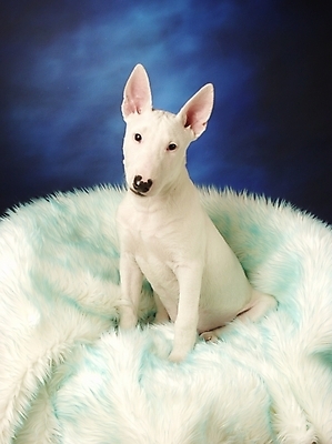 포토 JPG 동물 척추동물 한마리 육지동물 반려견 의자 포유류 실내 사람없음 반려동물 개 강아지 불테리어 강아지침대 반려 국내포토 1 가구 내부 침대 테리어 애견용품 파일형식