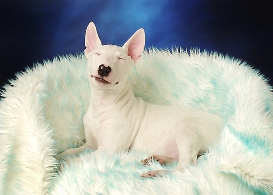 포토 JPG 동물 척추동물 한마리 육지동물 반려견 의자 포유류 실내 사람없음 반려동물 개 강아지 불테리어 강아지침대 반려 국내포토 1 가구 내부 침대 테리어 애견용품 파일형식