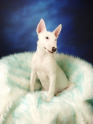 포토 JPG 동물 척추동물 한마리 육지동물 반려견 의자 포유류 실내 사람없음 반려동물 개 강아지 불테리어 강아지침대 반려 국내포토 1 가구 내부 침대 테리어 애견용품 파일형식