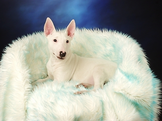 포토 JPG 동물 척추동물 한마리 육지동물 반려견 의자 포유류 실내 사람없음 반려동물 개 강아지 불테리어 강아지침대 반려 국내포토 1 가구 내부 침대 테리어 애견용품 파일형식