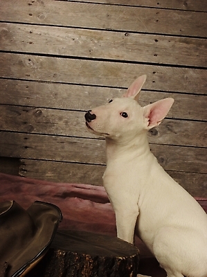 포토 JPG 동물 척추동물 한마리 육지동물 반려견 포유류 실내 사람없음 반려동물 개 강아지 불테리어 반려 국내포토 1 내부 테리어 파일형식