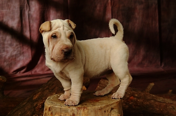 포토 JPG 나무 식물 동물 척추동물 한마리 육지동물 반려견 포유류 실내 사람없음 반려동물 개 강아지 반려 샤페이 국내포토 1 내부 파일형식