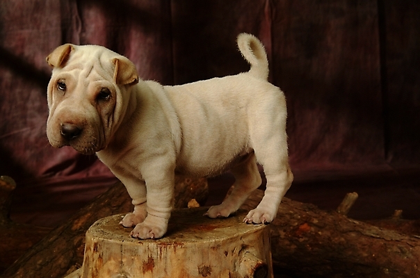 포토 JPG 나무 식물 동물 척추동물 한마리 육지동물 반려견 포유류 실내 사람없음 반려동물 개 강아지 반려 샤페이 국내포토 1 내부 파일형식