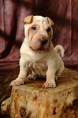 포토 JPG 나무 식물 동물 척추동물 한마리 육지동물 반려견 포유류 실내 사람없음 반려동물 개 강아지 반려 샤페이 국내포토 1 내부 파일형식