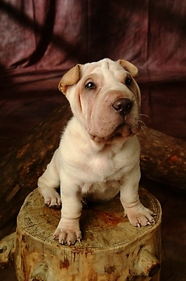 포토 JPG 나무 식물 동물 척추동물 한마리 육지동물 반려견 포유류 실내 사람없음 반려동물 개 강아지 반려 샤페이 국내포토 1 내부 파일형식