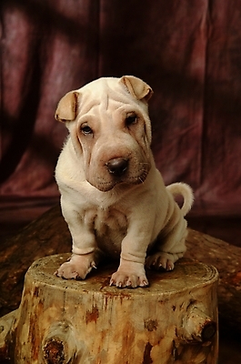 포토 JPG 나무 식물 동물 척추동물 한마리 육지동물 반려견 포유류 실내 사람없음 반려동물 개 강아지 반려 샤페이 국내포토 1 내부 파일형식