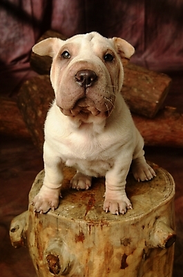 포토 JPG 나무 식물 동물 척추동물 한마리 육지동물 반려견 포유류 실내 사람없음 반려동물 개 강아지 반려 샤페이 국내포토 1 내부 파일형식