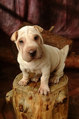 포토 JPG 나무 식물 동물 척추동물 한마리 육지동물 반려견 포유류 실내 사람없음 반려동물 개 강아지 반려 샤페이 국내포토 1 내부 파일형식