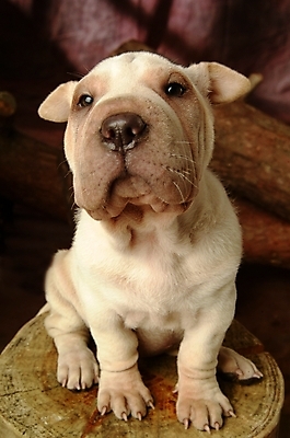 포토 JPG 나무 식물 동물 척추동물 한마리 육지동물 반려견 포유류 실내 사람없음 반려동물 개 강아지 반려 샤페이 국내포토 1 내부 파일형식