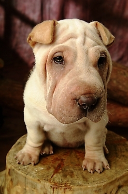 포토 JPG 나무 식물 동물 척추동물 한마리 육지동물 반려견 포유류 실내 사람없음 반려동물 개 강아지 반려 샤페이 국내포토 1 내부 파일형식