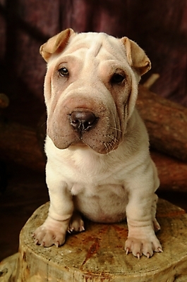 포토 JPG 나무 식물 동물 척추동물 한마리 육지동물 반려견 포유류 실내 사람없음 반려동물 개 강아지 반려 샤페이 국내포토 1 내부 파일형식