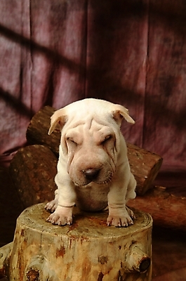 포토 JPG 나무 식물 동물 척추동물 한마리 육지동물 반려견 포유류 실내 사람없음 반려동물 개 강아지 반려 샤페이 국내포토 1 내부 파일형식