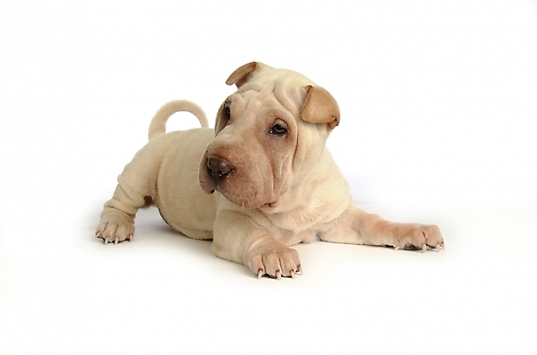 포토 JPG 스튜디오촬영 동물 척추동물 한마리 육지동물 반려견 포유류 사람없음 반려동물 개 강아지 반려 샤페이 국내포토 1 실내 파일형식