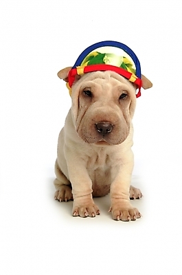 포토 JPG 스튜디오촬영 동물 척추동물 모자 한마리 육지동물 반려견 장신구 포유류 사람없음 장식 반려동물 머리띠 개 강아지 애견용품 반려 샤페이 국내포토 반려용품 1 잡화 실내 오브젝트 파일형식