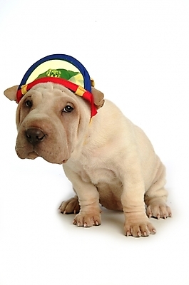 포토 JPG 스튜디오촬영 동물 척추동물 모자 한마리 육지동물 반려견 장신구 포유류 사람없음 장식 반려동물 머리띠 개 강아지 애견용품 반려 샤페이 국내포토 반려용품 1 잡화 실내 오브젝트 파일형식